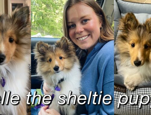sheltie puppy Tiktok compilation | cute puppy videos | Belle the sheltie pup