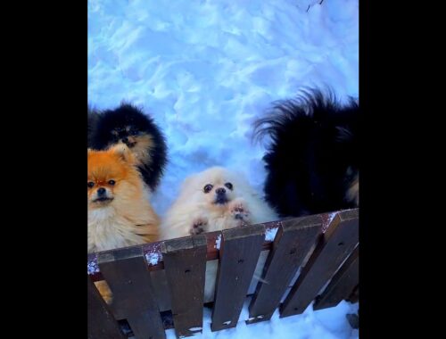 cute puppy group