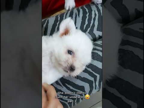 Cute Puppy: Don't Touch my Underarm Part 2