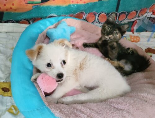 cute puppy and cute kitten very love toy