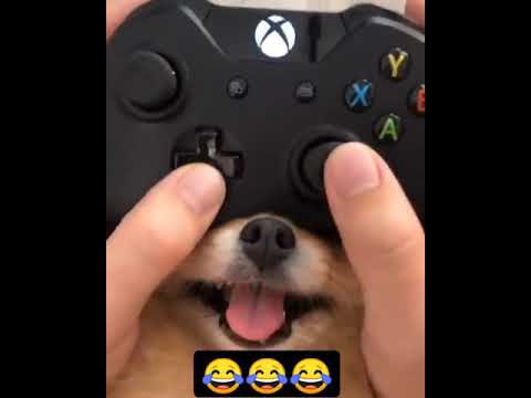 very funny dog video status #short #shorts #funny #cute #puppy #gaming #game #gameplay #status