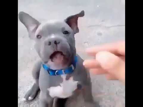 Pitbull cute puppy funny moments.
