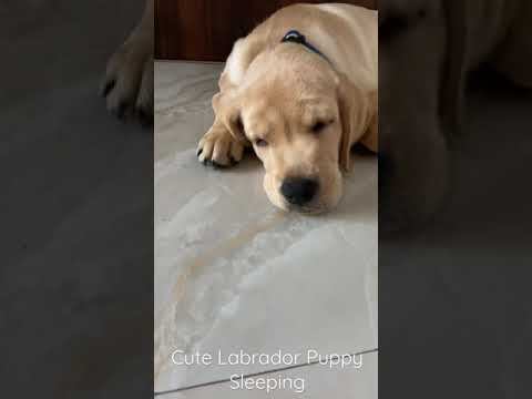 3 Month Old Labrador Puppy Sleeping | Cute Puppy sleeping #shorts #furryfriend #buddy