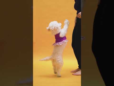 Cute Puppy Playing | Funny Dogs | Viral Videos | Viral | Dancing Puppy |