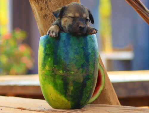 Save And Feeding Puppy In Watermelon  Cute Puppy vs Watermelon
