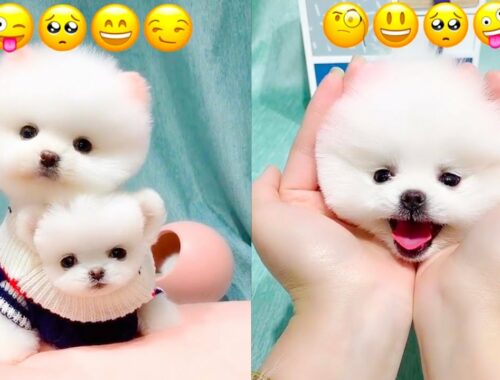 Cute Puppy Emoji Reaction On Our Face | Pets For You