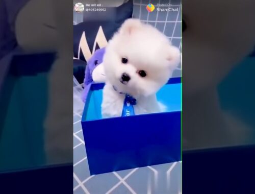 Cute puppy whatsapp status