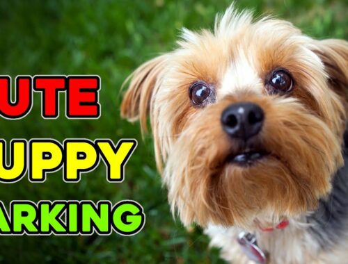 Cute Puppy Barking - Yorkshire Terrier Bark Sound Effects