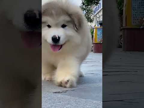 Cute Puppy | Funny Dogs Doing Cute Things | Funny Dog - Cute Dog | Pets Time TV #Shorts 34