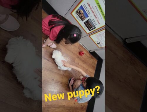 New addition? cute puppy