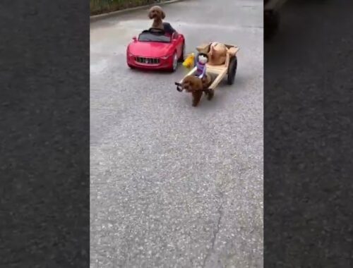 Cute Puppy Drive a Car | Cars | Animal Pets #shorts