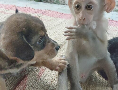 Cute Puppy is curious when lying down with monkey friend