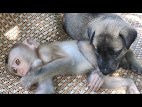 Cute puppy monkey taking a lunch break together