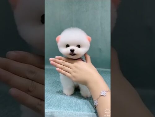 Cute Puppy Lover 1