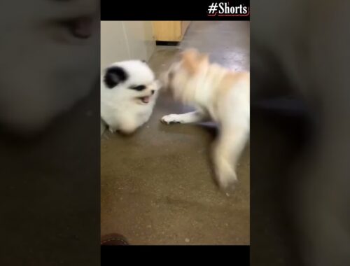 Cute Puppy fight #Shorts