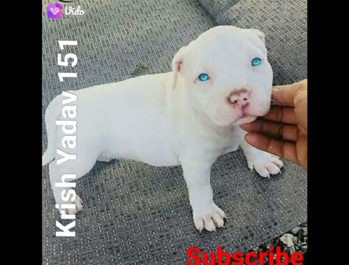 Cute Puppy of Pitbull // White Pitbull dog lover