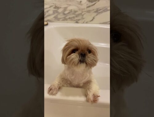 puppy throws the cutest tantrum at bath time