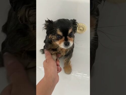 Take Bath For Cute Puppy