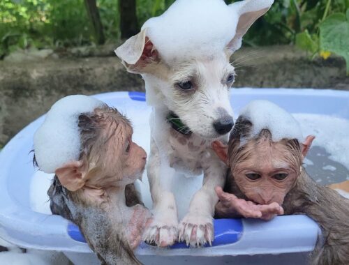 Mimi and Kuku take turns bathing with the cute puppy