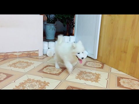 Cute puppy vs toilet paper wall