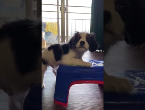 Cute Puppy Plays with a Stool and gets STUCK! #Shorts