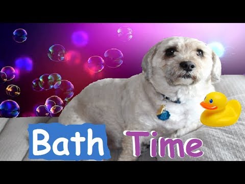 Cute puppy gets groomed then does TRICKS! Mac 5 family Kid videos!