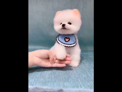 Like for Cute Puppy