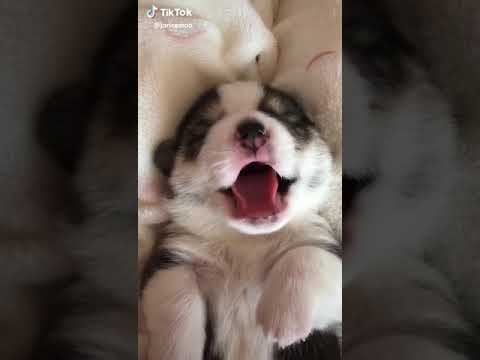 Cute puppy video (MUST WATCH)