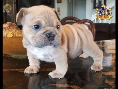 Cute Puppy English Bulldog 39 days old / Blue Fawn Boy Bulldog