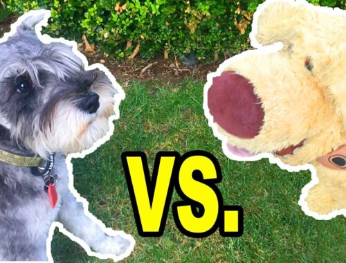 CUTE PUPPY vs. STUFFED ANIMAL