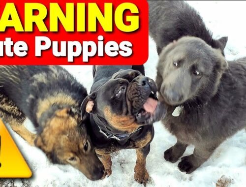 WARNING!! Cute Puppy Video - Family Reunion with RUKA
