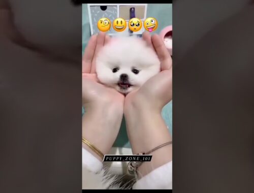 puppy vs emoji 5 | Cute Stuff