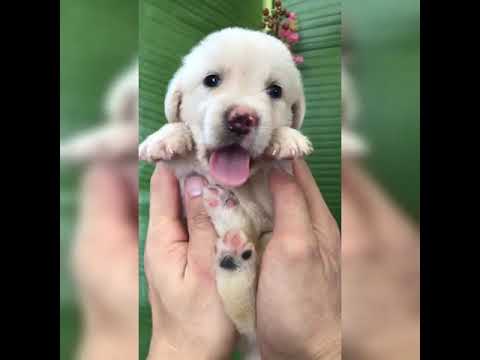 Awesome! Super Lovely And Cute Puppy & Dog Videos | Lovely Puppy & Dog Videos Compilation