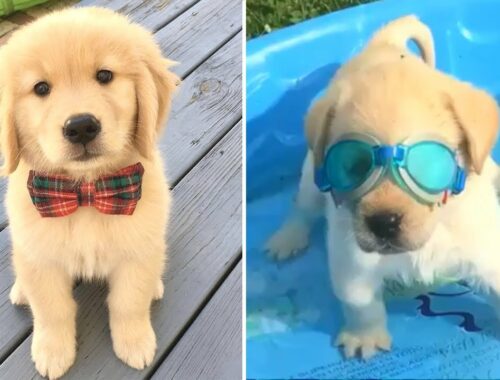 Funniest & Cutest Golden Retriever Puppies #12- Funny Puppy Videos 2020