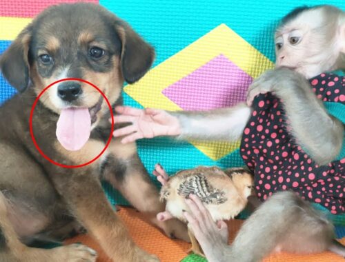 Cute puppy vs monkey Coco curious each other funny