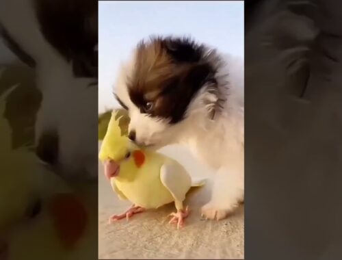 cute puppy & parrot play || #naturebeauty