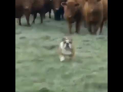cute puppy circled by animals