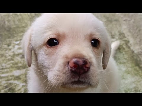 Astro My Cute Puppy!! | #Shots | Labrador retriever | Abhivic Vlogs