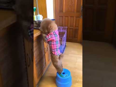 Cute Puppy eating food #shorts