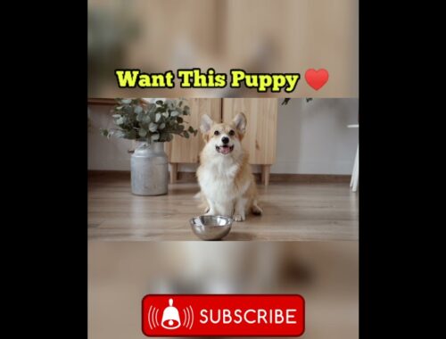 I love this cute puppy 2021 #short viral video || Cute puppy status