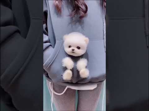 cute puppy funniest animals viral videos EP28