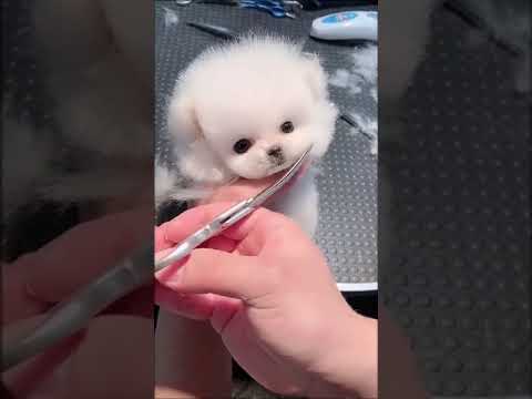 cute puppy funniest animals viral videos EP27