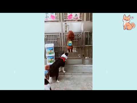Cute Dogs Being Sneaky Cute Puppy Video #Shorts