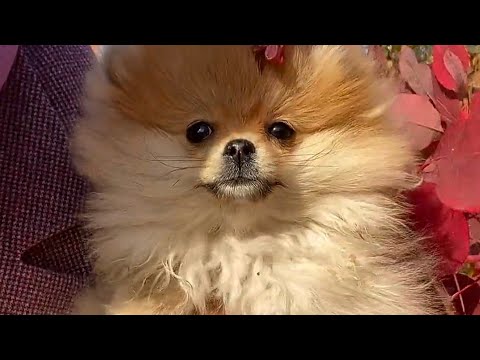 Viral cute puppy collection