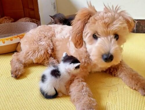 Cute Puppy And Foster Kittens Are Inseparable Best Friends