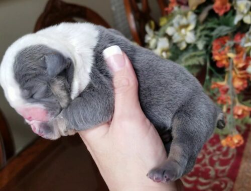 Cute Puppy English Bulldog / Blue Tri boy puppy bulldog