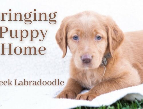 Bringing Home Our Cute Puppy | 8 Week Old Labradoodle Puppy F1