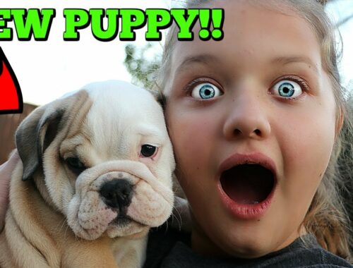 Christmas Puppy Surprise! Aubrey Gets CUTE Bulldog Puppy Dog!