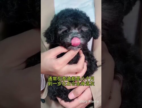 Do u want this dog?|Cute Pomeranian Mini #67|Pomeranian|cute puppy|cutest dog ever|story mama#shorts
