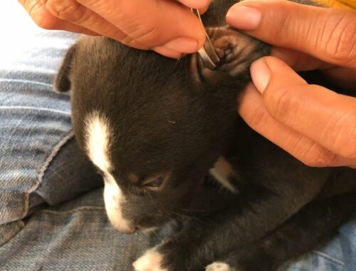 Rescue Cute Puppy Attacking By Many Fleas ##01